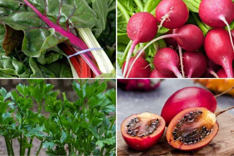 The Best Edible Plants to Grow in Shade