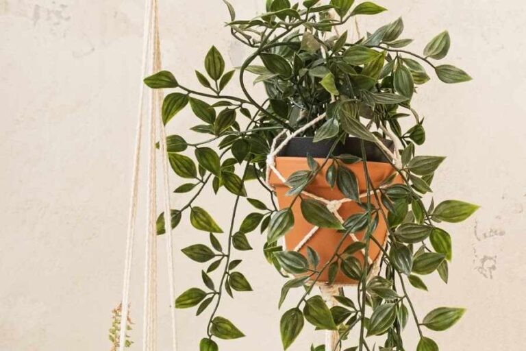 The Best Ways for Hanging Houseplants