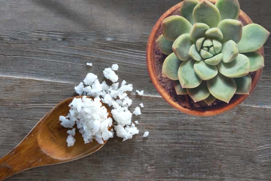 Learn How to Use Epsom Salt for Succulents