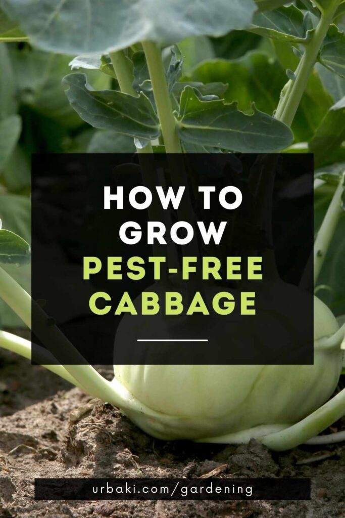 How to Grow PestFree Cabbage