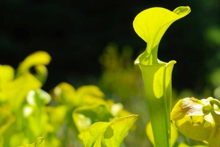 The Best Varieties of Sarracenia Flava