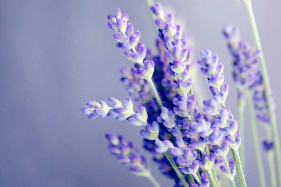 Top 7 Most Popular Varieties of Lavender