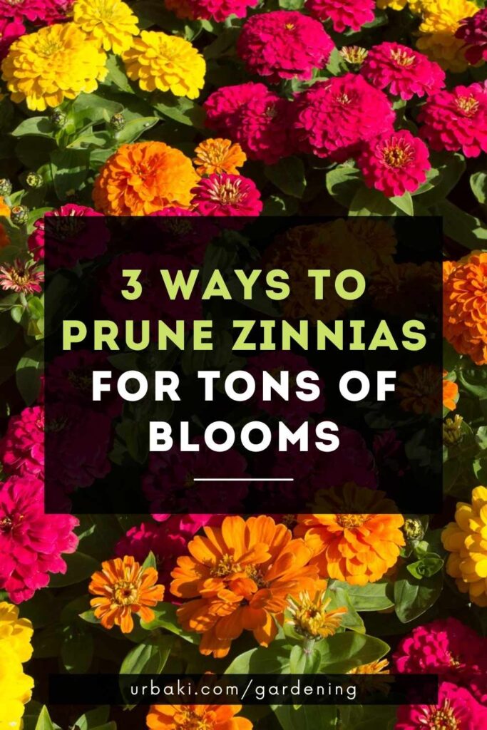 3 Ways to Prune Zinnias for Tons of Blooms