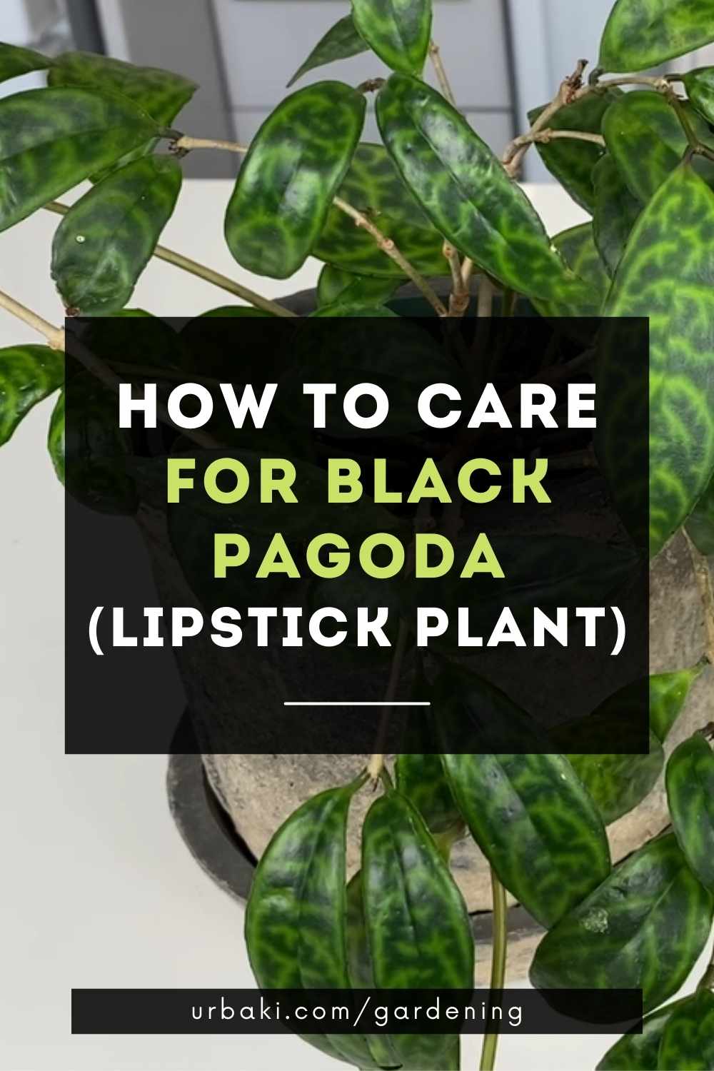 How To Care For Black Pagoda (Lipstick Plant)