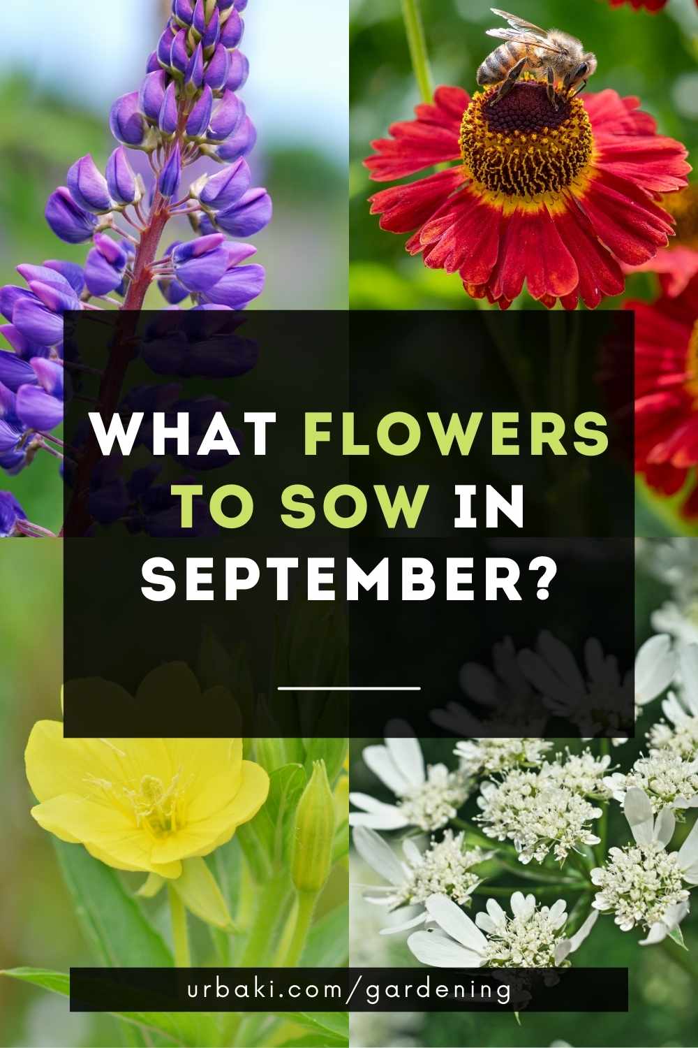 What Flowers to Sow in September?