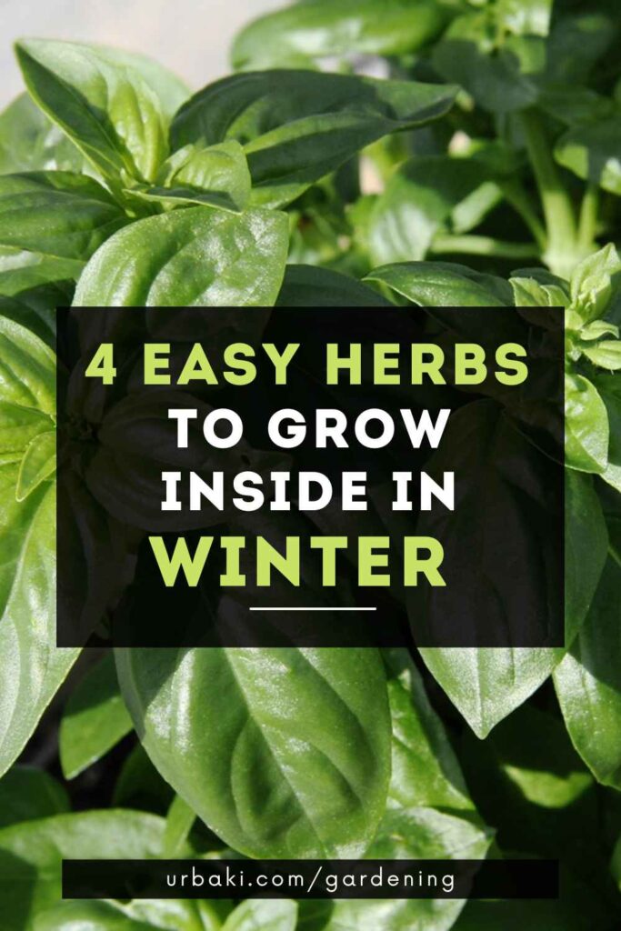 4 Easy Herbs to Grow Inside In Winter From Seed & Cuttings