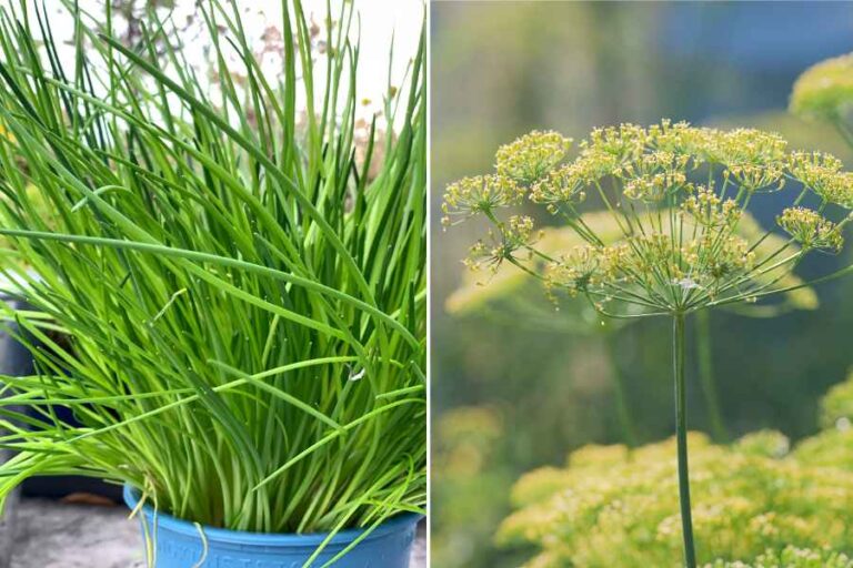 4 Easy Herbs to Grow Inside In Winter From Seed & Cuttings