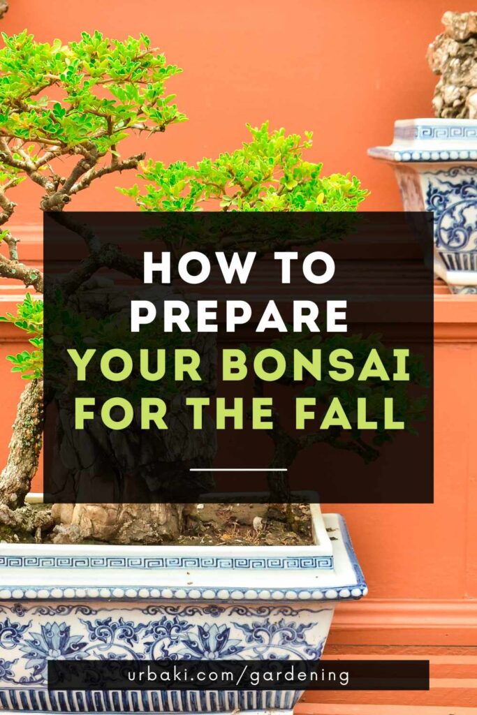How to Prepare Your Bonsai for The Fall