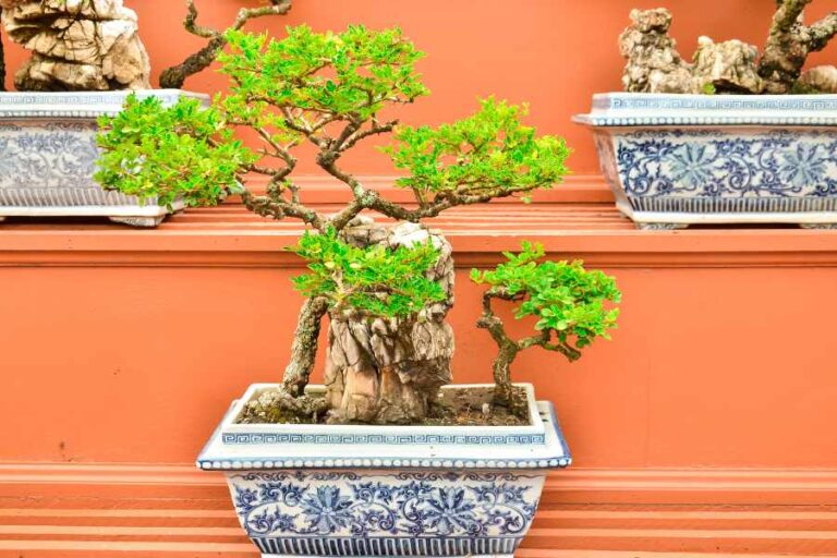 How to Prepare Your Bonsai for The Fall