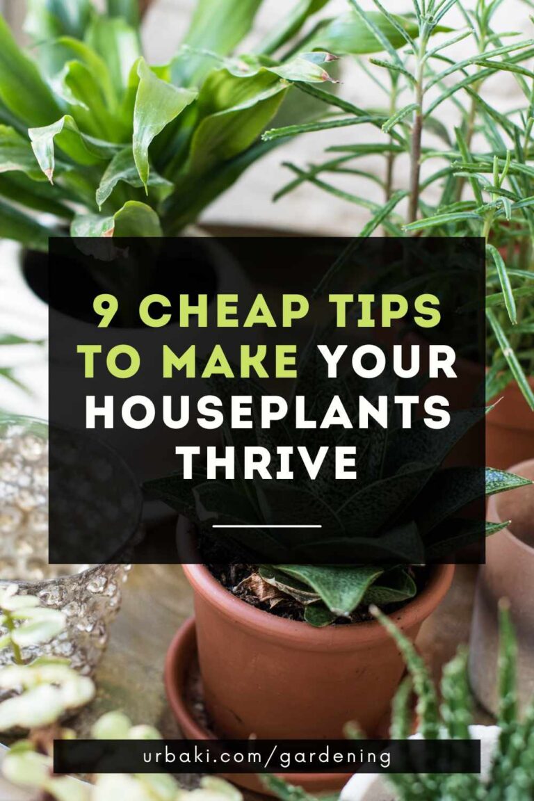 9 Cheap Tips To Make Your Houseplants Thrive