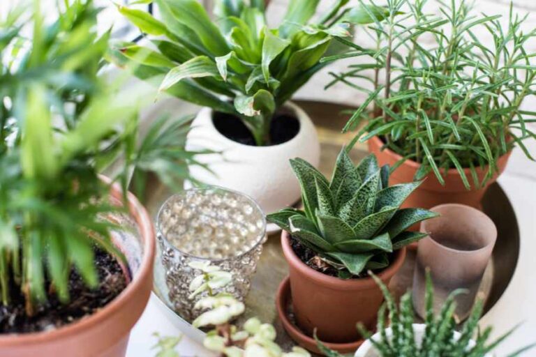 9 Cheap Tips To Make Your Houseplants Thrive