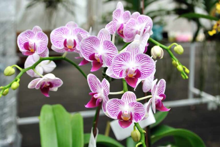 Don't Let Your Orchids Wilt What to Do Right After Buying