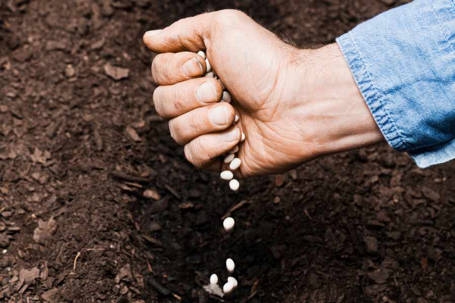 March To Self Sufficiency 3 Essential Crops To Sow Now