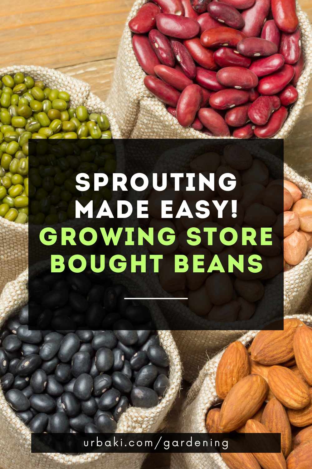 Sprouting Made Easy Growing Store Bought Beans