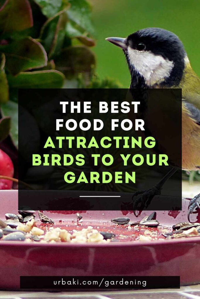 The BEST Food for Attracting Birds to Your Garden