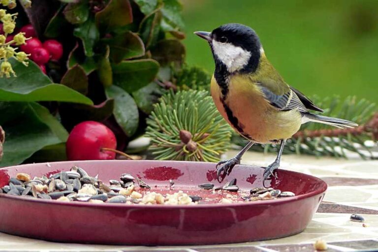 The BEST Food for Attracting Birds to Your Garden