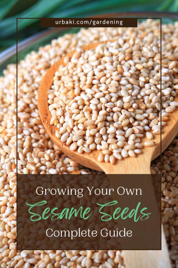 How to Grow and Harvest Sesame Seeds Like a Pro