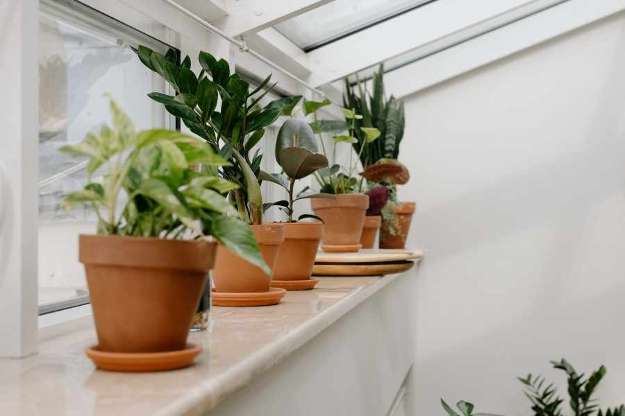 Best Low-Maintenance Low Light Indoor Plants