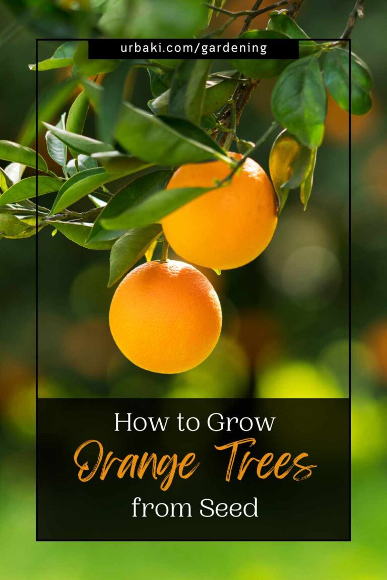 How to Grow Orange Trees from Seed