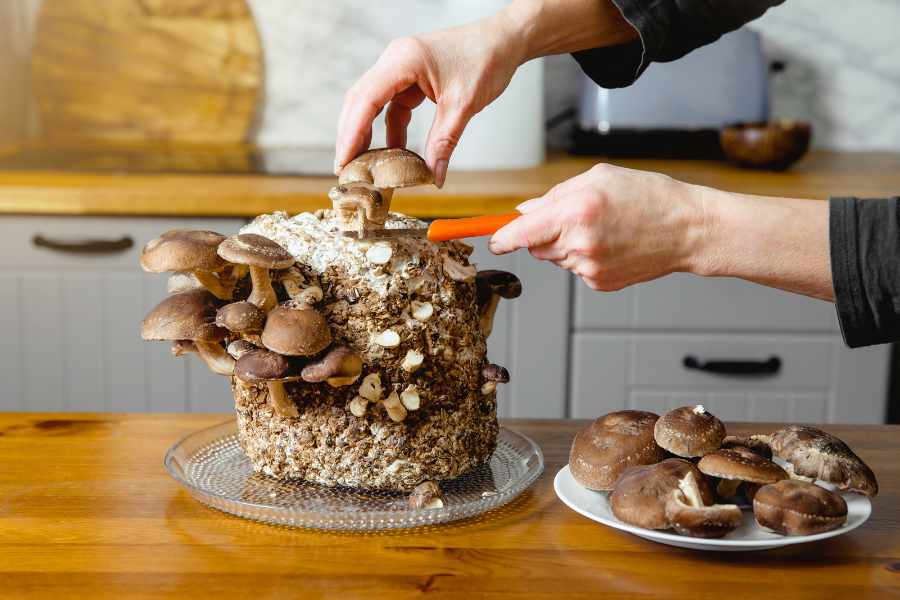 5 Easy Ways to Grow Mushrooms in Your Backyard