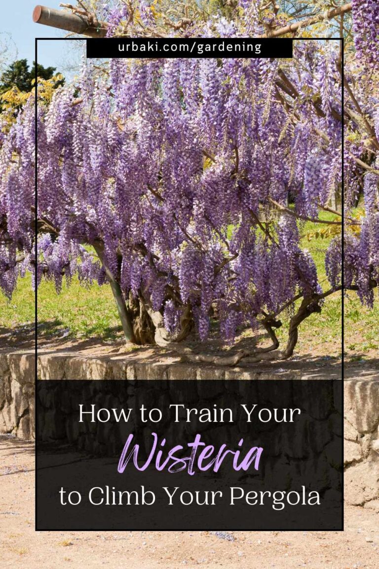 Wisteria Wonder How to Train Your Plant to Climb Your Pergola