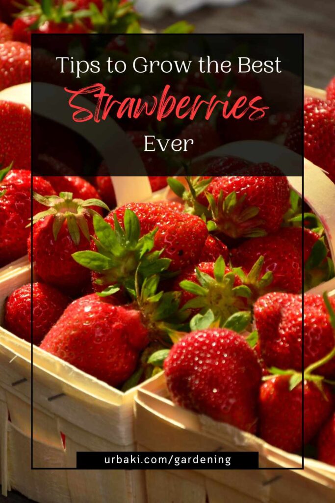 Sweet Success Tips to Grow the Best Strawberries Ever