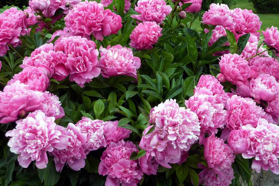 Which Type of Peony to Plant in Your Flower Garden