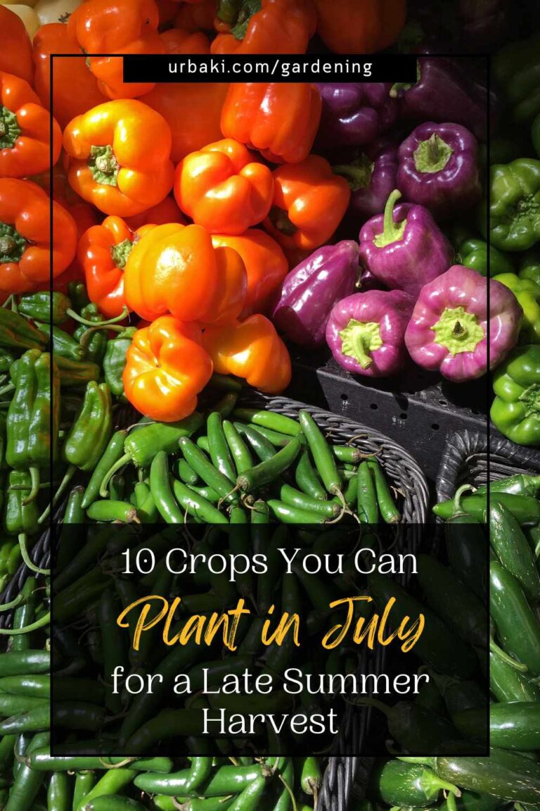10 Crops You Can Plant in July for a Late Summer Harvest