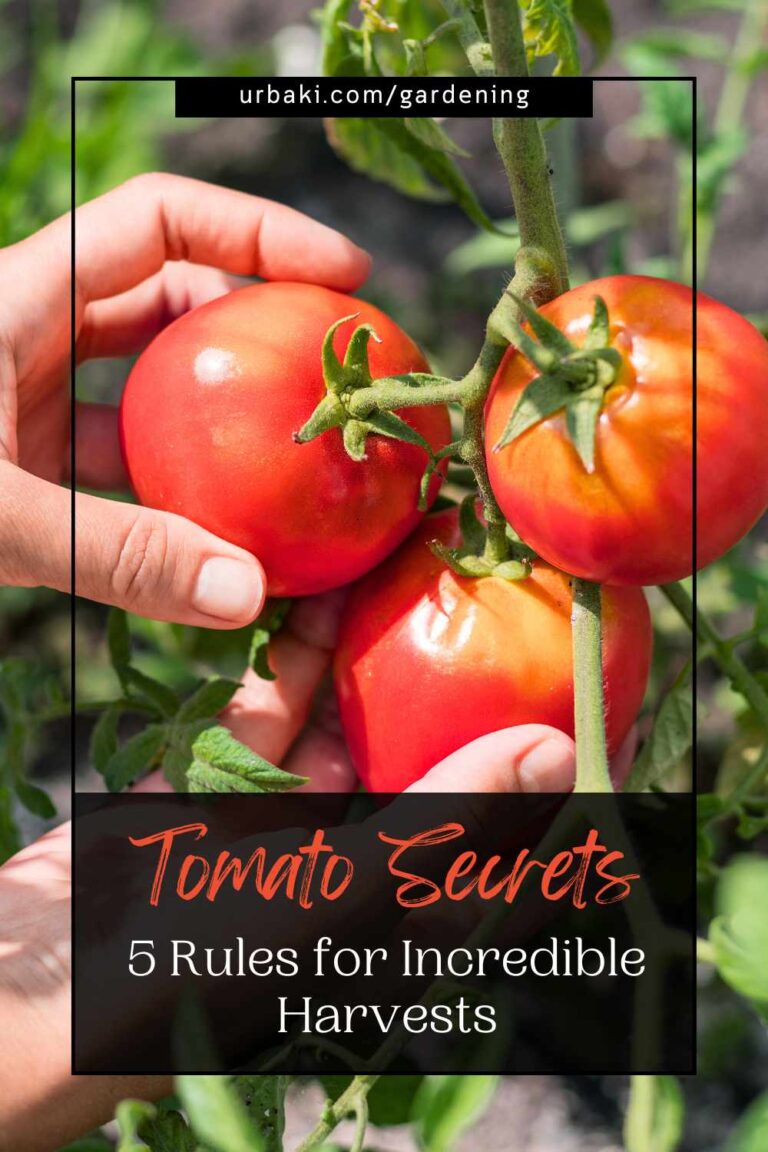 Tomato Secrets - 5 Rules for Incredible Harvests