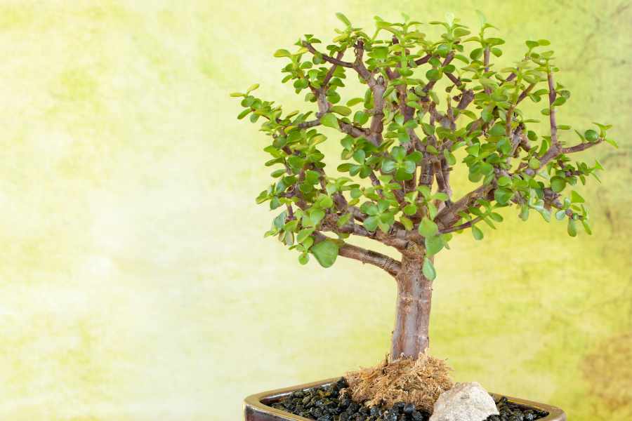 Creating Your Own Dwarf Jade Shohin Bonsai (StepbyStep)