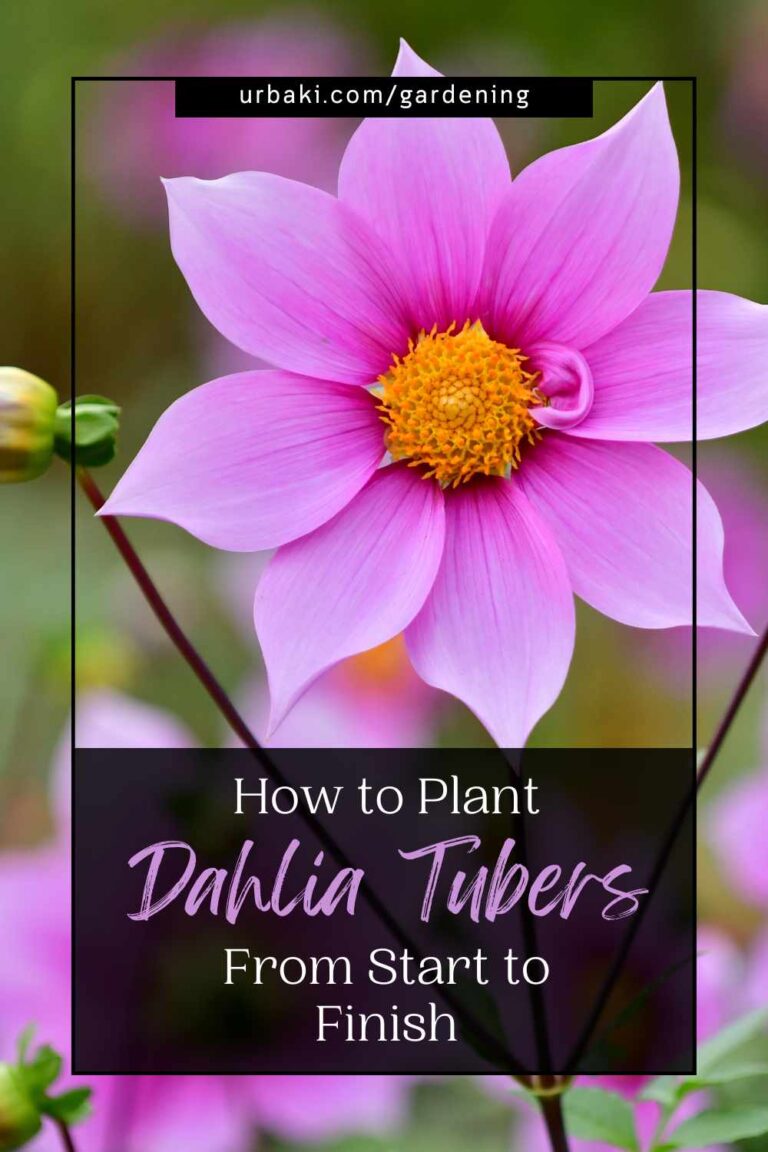 How to Plant Dahlia Tubers From Start to Finish