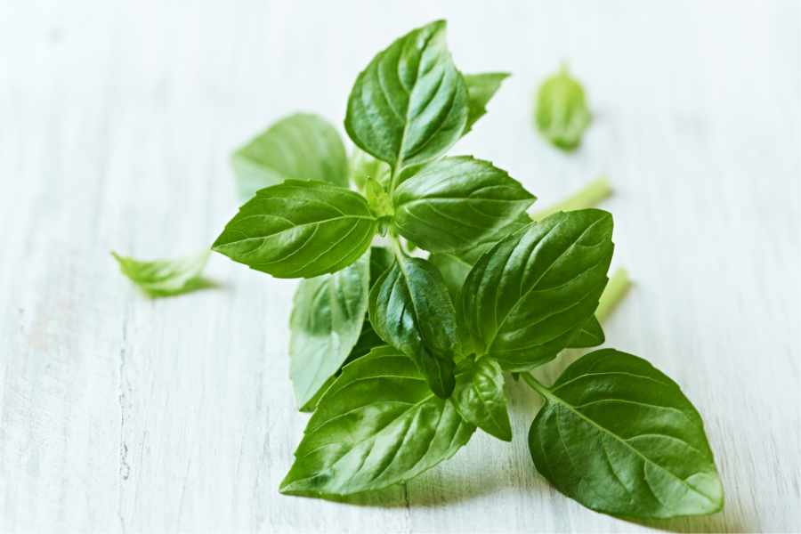 Saving Basil Nurse Your Wilted Plant Back to Life