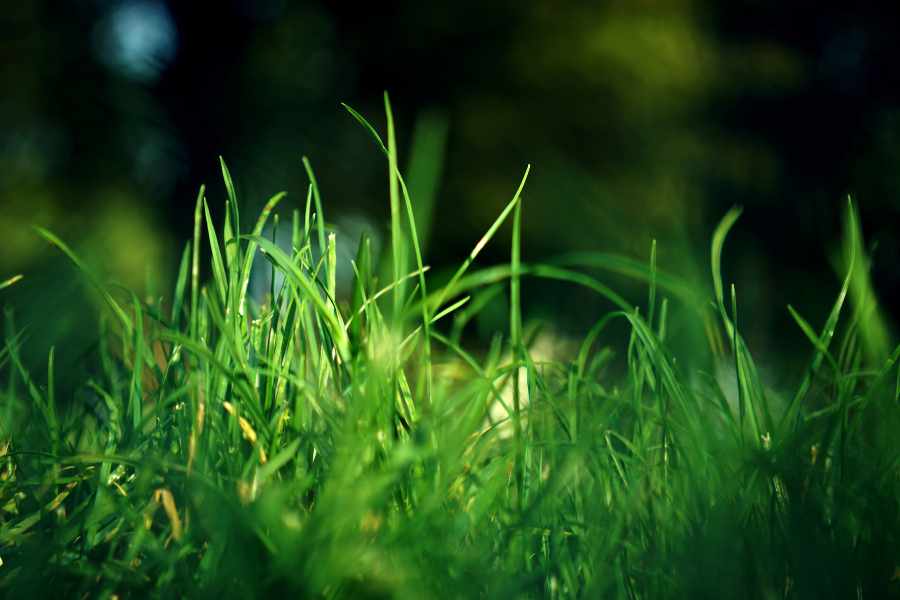 How to Grow Grass from Seed & Fix Bare Spots