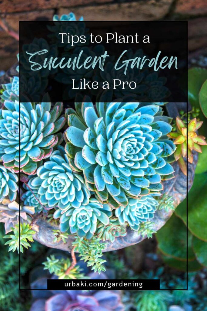 Tips to Plant a Succulent Garden Like a Pro