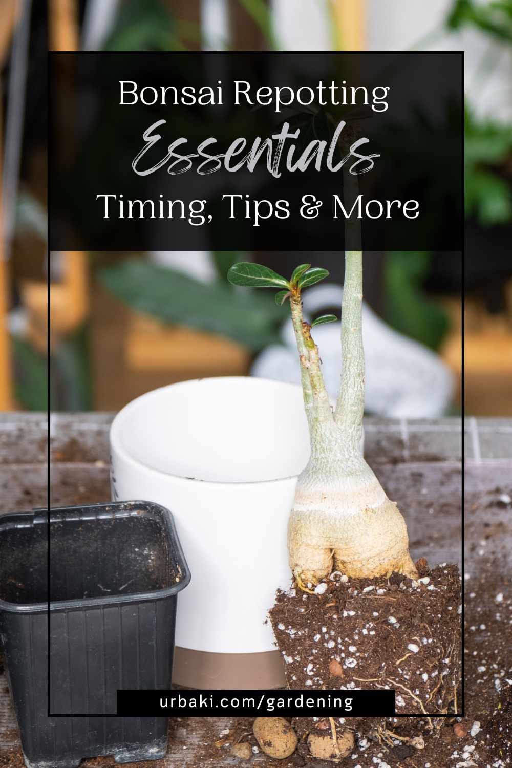 Bonsai Repotting Essentials Timing, Techniques, & Tips