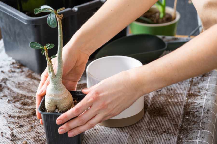 Bonsai Repotting Essentials Timing, Techniques, & Tips