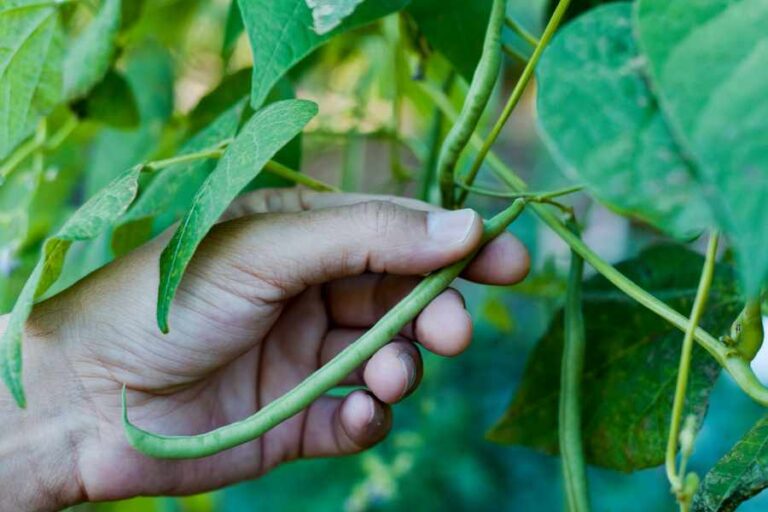 Easy Bean Growing - 6 Essential Tips