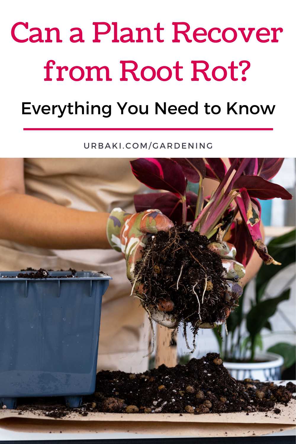 Can a Plant Recover from Root Rot?