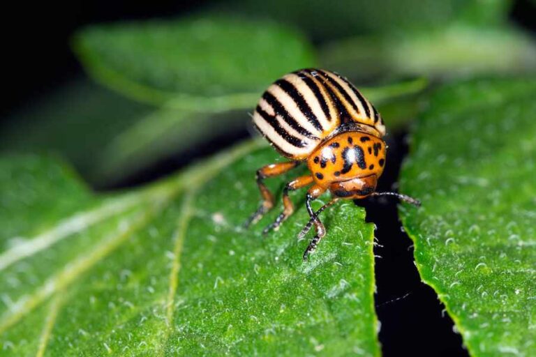 Eggplant Pests - Identification and Control
