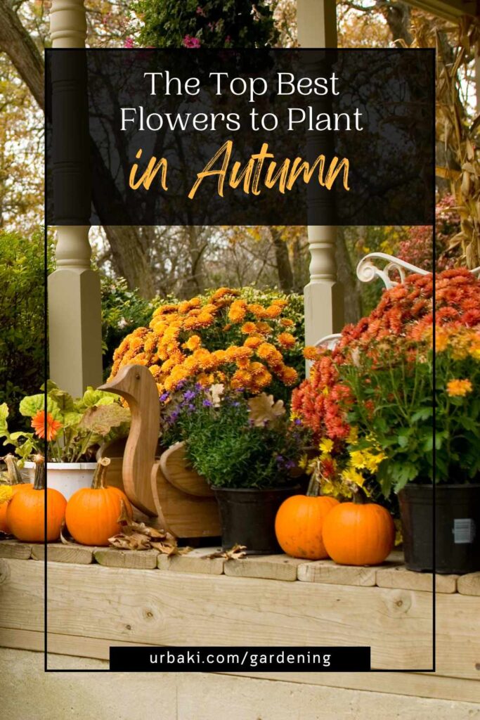 The Top Best Flowers to Plant in Autumn