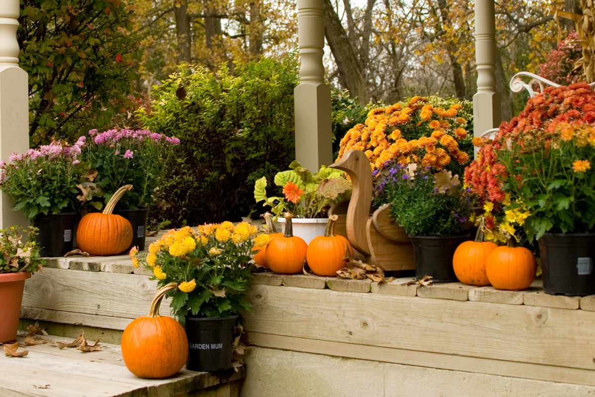 The Top Best Flowers to Plant in Autumn