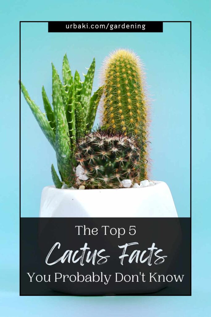 Top 5 Cactus Facts You Probably Don't Know