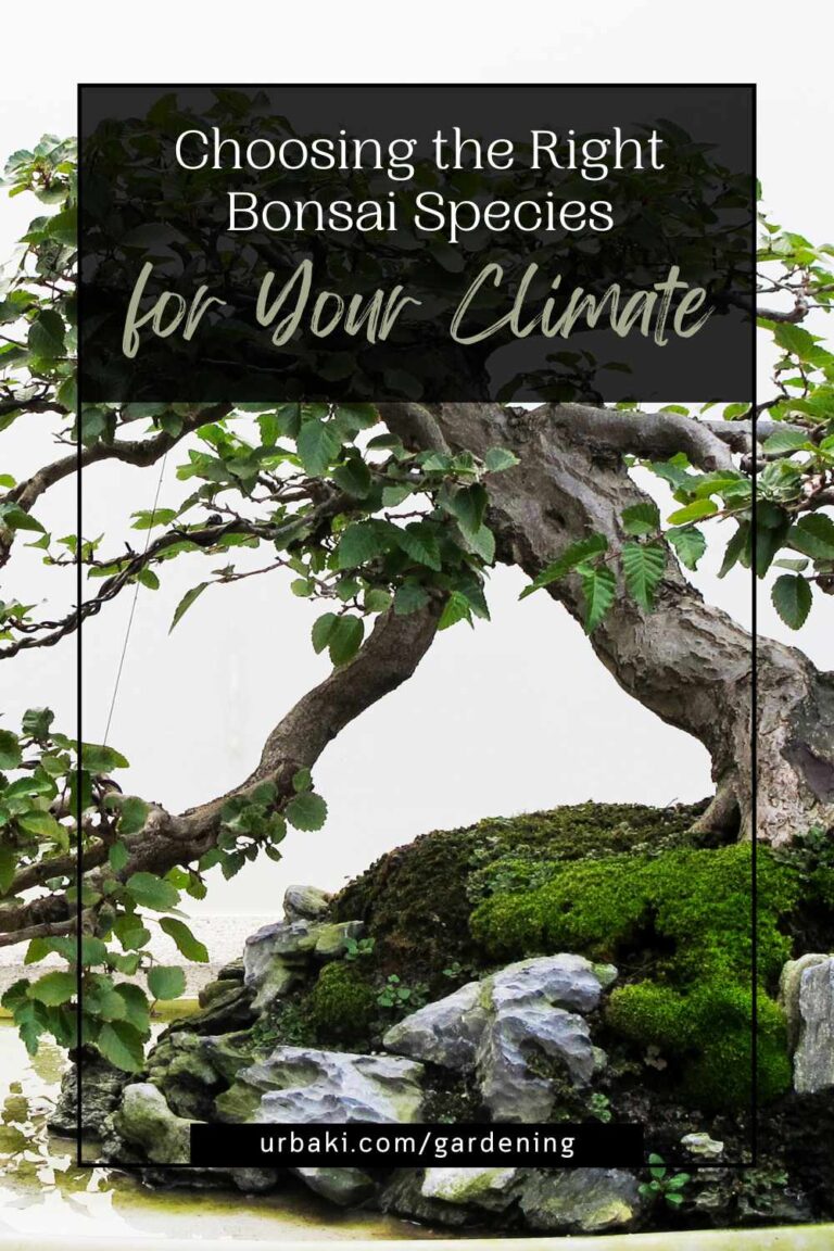 Choosing the Right Bonsai Species for Your Climate