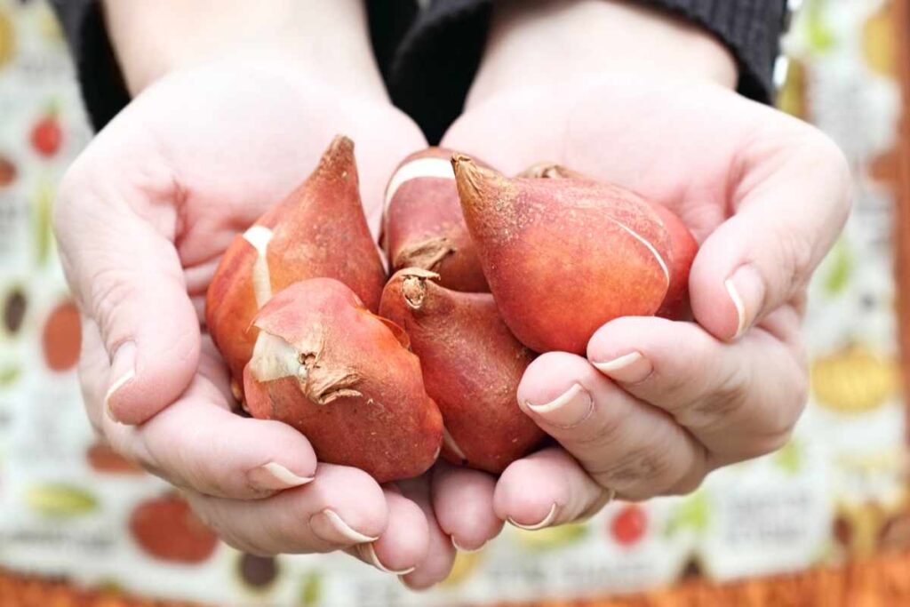 How and When to Plant Tulip Bulbs