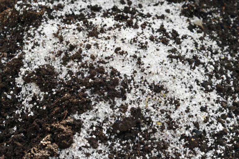 Essential Guide to Use Perlite in Your Plants Correctly