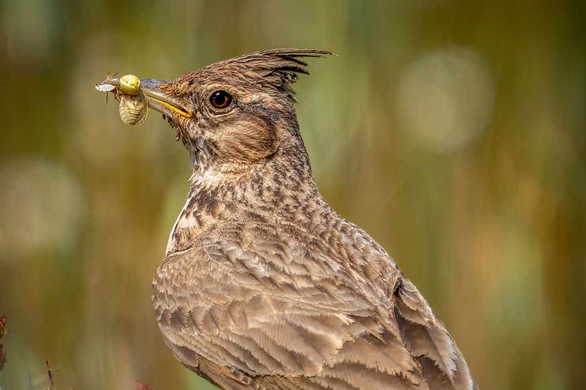6 Garden Tips to Attract BugEating Birds