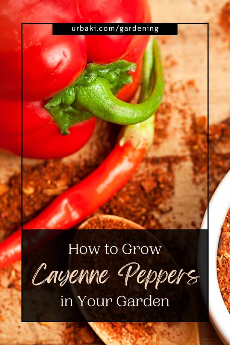 How to Grow Cayenne Peppers in Your Garden