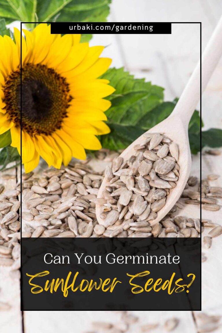 Can You Germinate Sunflower Seeds?