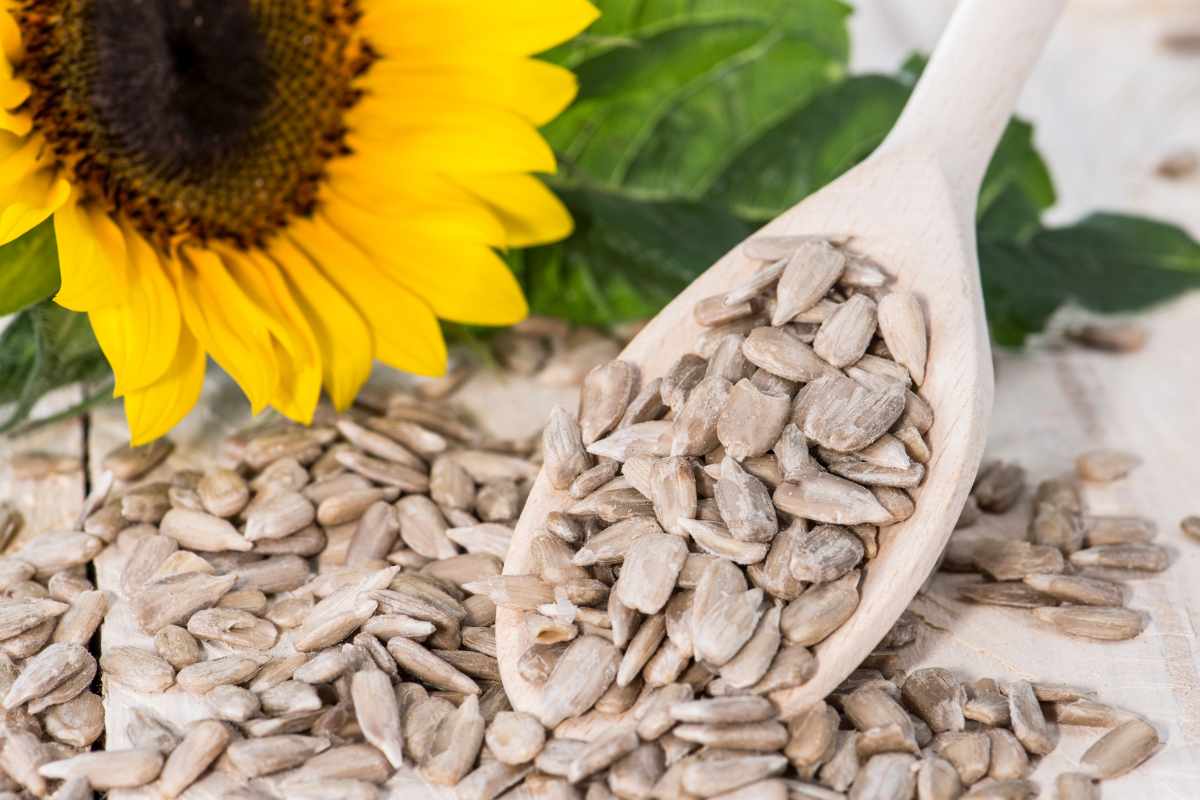 Can You Germinate Sunflower Seeds?