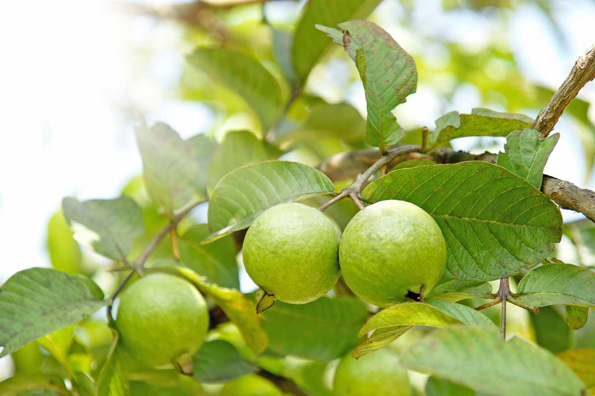 Do You Need Two Guava Trees To Produce Fruit do-you-need-two-guava-trees-to-produce-fruit